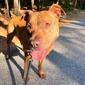 Londyn, Terrier, American Staffordshire, adult, available for adoption