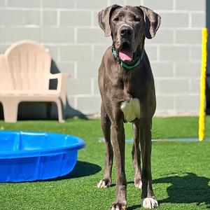 A large brown dog with a green collar standing on a grassy area with a blue plastic pool and a white chair in the background.