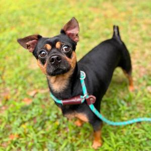 Rocky, Chihuahua, Short Coat, adult, available for adoption