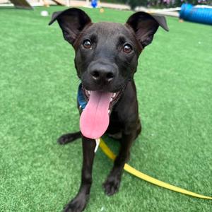Amara, Retriever, Black Labrador, young, available for adoption