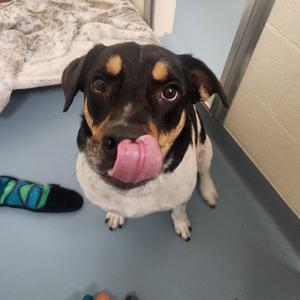 Ricki, Terrier, American Pit Bull, adult, available for adoption