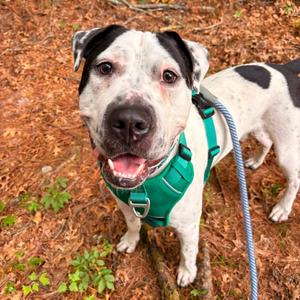 Sargent, Terrier, American Pit Bull, adult, available for adoption