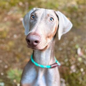 A gray dog with blue eyes wearing a turquoise collar, looking directly at the camera.