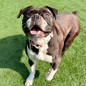 Vega, Bulldog, American, adult, available for adoption