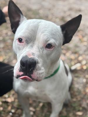 JJ, American Pit Bull Terrier Mix, adult, available for adoption