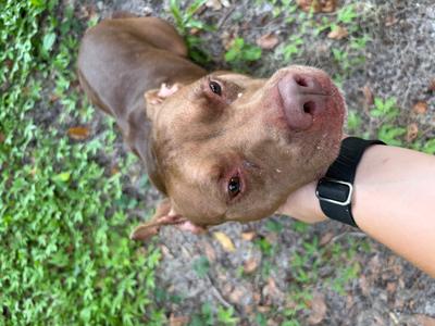 A brown dog looking up at the camera with a person's hand petting its head.