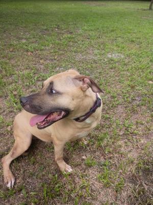 A brown dog with a black collar is sitting on a grassy field, looking to the side with its mouth open and tongue out.