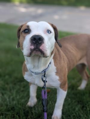 A brown and white dog with blue eyes standing on grass, wearing a leash.