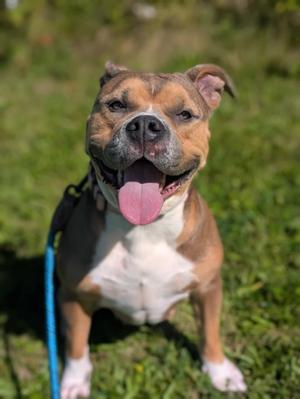 Gluestick, Bully American  - Standard Mix, adult, available for adoption