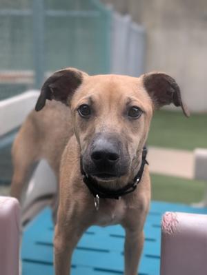 A brown dog with floppy ears and a black collar standing on a blue surface.