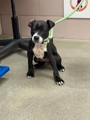Firefly, American Pit Bull Terrier Mix, puppy, available for adoption