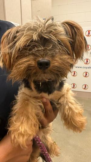 Latte, Yorkshire Terrier Mix, adult, available for adoption