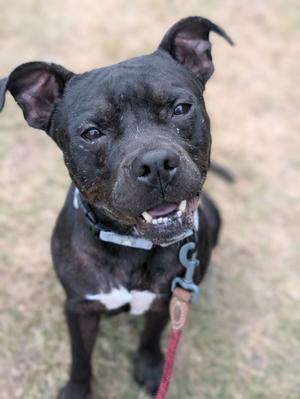Leland, Pit Bull Terrier Mix, adult, available for adoption