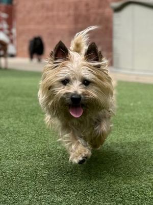 Charles, Cairn Terrier, adult, available for adoption