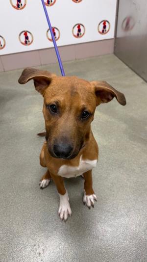 Jamal, Hound Mix, young, available for adoption