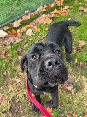 Droopy, Mastiff and Cane Corso, available for adoption