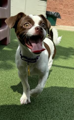 Faye, Pug and Chihuahua - Smooth Coated, puppy, available for adoption
