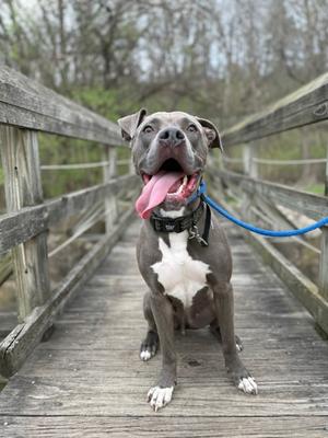 A gray and white pit bull dog with a blue leash sitting on a wooden bridge.