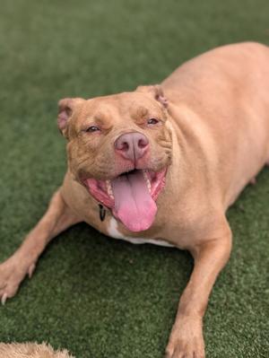 Baby Doll, Pit Bull Terrier Mix, adult, available for adoption