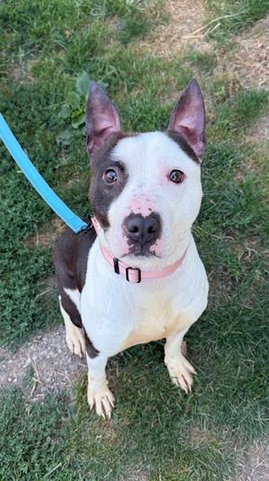 Gabe, Bull Terrier Mix, adult, available for adoption
