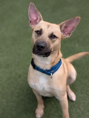 A light brown dog with pointed ears and a blue collar sitting on a green surface.