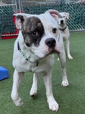 John Jr, Bulldog Mix, adult, available for adoption