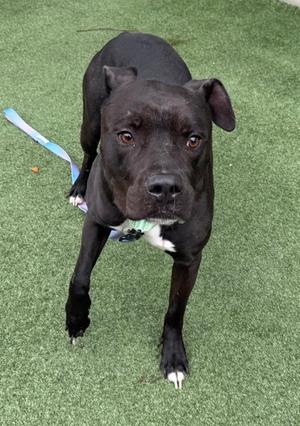 black dog standing on green artificial turf