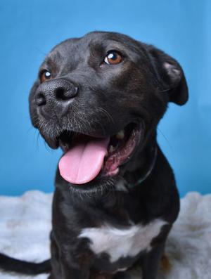 Flurry, Labrador Retriever and Border Collie, adult, available for adoption