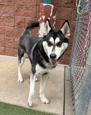 Mishka, Siberian Husky Mix, adult, available for adoption