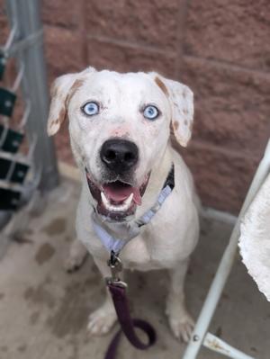 A white dog with blue eyes and brown spots on its ears and face, wearing a purple collar and leash, sitting on a concrete surface.