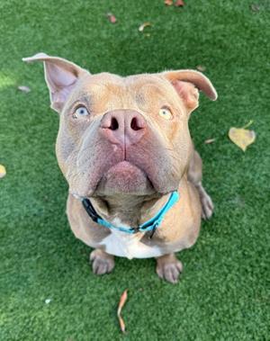 A brown dog with a blue collar sitting on green grass, looking up with wide eyes.