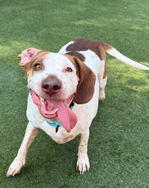 A happy dog with a white and brown coat, standing on green grass, with its tongue out and ears flopping.