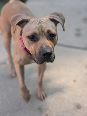 A brown dog with a pink collar standing on a concrete surface.