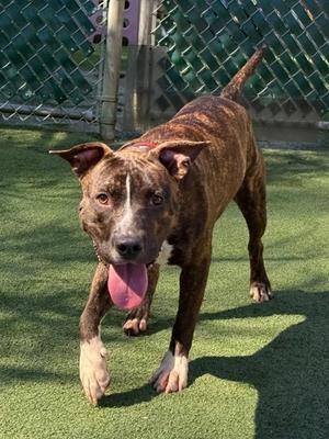 Dionysus, American Pit Bull Terrier Mix, young, available for adoption