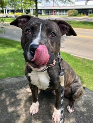 Dionysus, American Pit Bull Terrier Mix, young, available for adoption