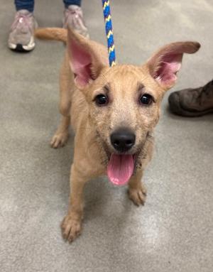 a small brown dog with pink ears and a blue leash standing on a concrete floor