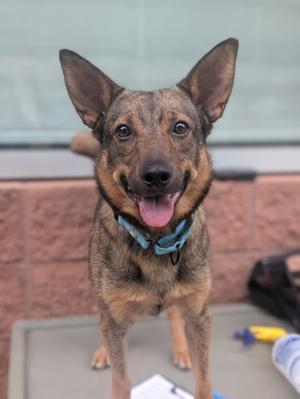 A happy dog with a blue collar standing on a table