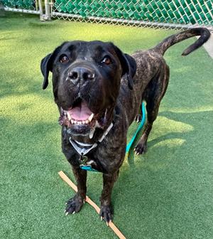 Evangeline, Cane Corso Mix, young, available for adoption
