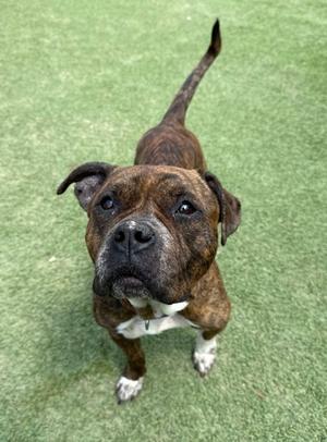 A brown and white dog standing on green grass, looking up at the camera.