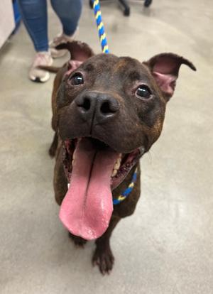 Krave, Pit Bull Terrier Mix, available for adoption