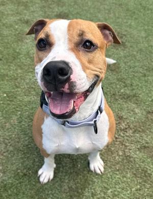 A brown and white dog with a black nose and a happy expression, wearing a blue collar, sitting on green grass.