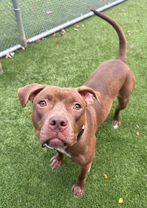 A brown dog standing on a green grassy surface, looking up at the camera with its ears perked up and tail raised.