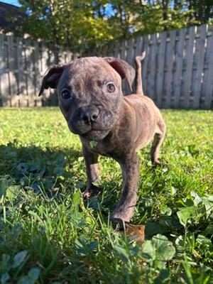 Beverly, Pit Bull Terrier Mix, puppy, available for adoption