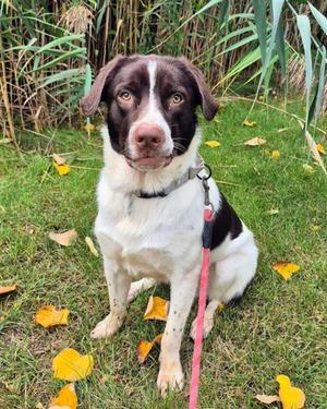 Dexter, Pointer Mix, young, available for adoption