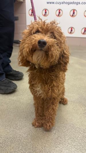 English Toffee, Poodle - Miniature Mix, young, available for adoption