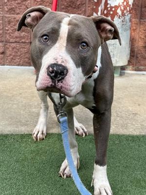 7UP, Pit Bull Terrier Mix, adult, available for adoption