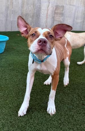 Maeve, Basenji Mix, young, available for adoption