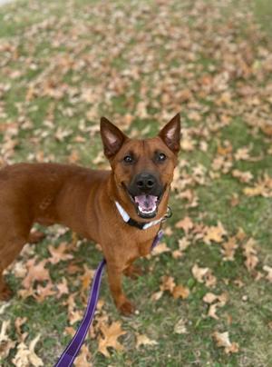 A brown dog with a black collar and a purple leash standing on a grassy area covered with fallen leaves.