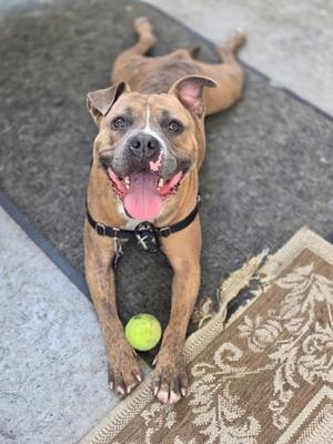 A brown and white dog lying on a rug with a green ball in front of it.