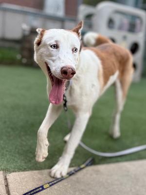 A brown and white dog with its tongue out, walking on a leash.